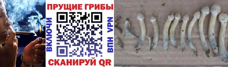 Псилоцибиновые грибы Magic Shrooms  закладка  Красково 